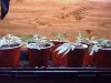 Rooted Clones 10 Days.jpg