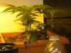 Bag seed LST 4th day.jpg
