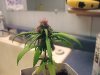 Bender whes she's half way into flowering 002.jpg