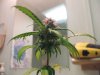 Bender whes she's half way into flowering 003.jpg