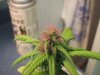 Bender whes she's half way into flowering 014.jpg