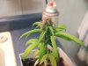 Bender whes she's half way into flowering 007.jpg