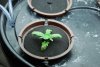 Plant 2 - #1 - 02-24-2011.jpg