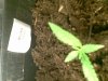 Papaya seedling.jpg