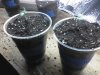 4 28 seedlings 001.jpg