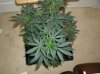 3 Grow2 ICE before repot and flowering.jpg