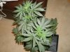 9 Grow2 WhiteWidow before repot and flowering.jpg