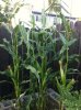garden corn.jpeg
