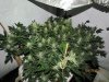 bluecheese and critical 5 wks into flowering.jpg