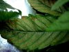 Kate at Day 27 with leaf blight on lower fan leaves (2).jpg