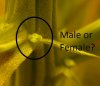 male or female 2.jpg