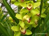 green-cymbidium-orchid-flower.jpeg