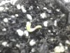 day3sprout3.jpg