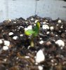day5sprout2.jpg