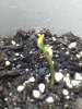 day5.sprout1.jpg