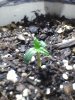 day6sprout2.jpg
