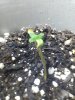 day6.sprout1.jpg