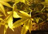 week6 Yellow leaf pic.jpg