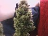 cannabis2 004.jpg