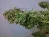 cannabis2 012.jpg
