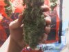 cannabis2 021.jpg