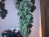cannabis2 022.jpg