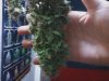 cannabis2 032.jpg