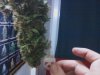 cannabis2 033.jpg