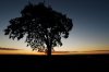 sunsetand Tree (Small).jpg