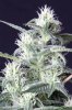 cannabis-timewreck4-2137-2.jpg