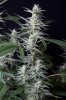 cannabis-timewreck1-2253.jpg