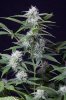 cannabis-timewreck5-2270.jpg