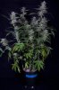 cannabis-timewreck1-d48-2469.jpg