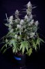 cannabis-timewreck2-d48-2477.jpg
