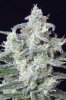 cannabis-timewreck2-d48-2479.jpg