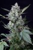 cannabis-timewreck4-d48-2484.jpg