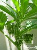 hermaphrodite_marijuana_plant.jpg