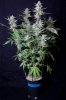 cannabis-timewreck1-d56-0050.jpg