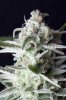 cannabis-timewreck1-d56-0054.jpg