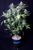 cannabis-timewreck5-d56-0072.jpg