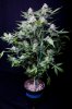cannabis-timewreck5-0291.jpg