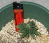 800636608-Worlds_smallest_cannabis_plant1.jpg
