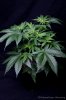 cannabis-spacedawg1-2634.jpg