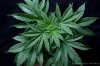 cannabis-spacedawg5-2631.jpg