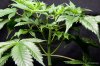 cannabis-spacedawg1-2653.jpg