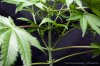 cannabis-spacedawg2-2666.jpg