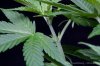 cannabis-spacedawg4-2686.jpg