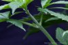 cannabis-spacedawg5-2699.jpg