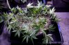 cannabis-timewreck2-v28-2737.jpg