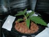 Day 17 from Seed 010.jpg